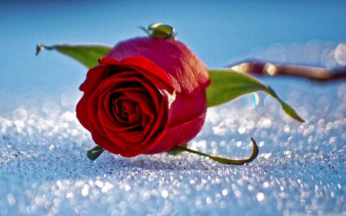 关于野餐的英语短句（去野餐的英语句子有哪些）(图1)