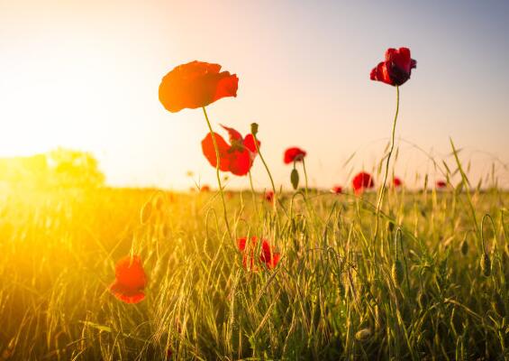 关于领导带头的说说（说领导带头的句子有哪些）(图1)
