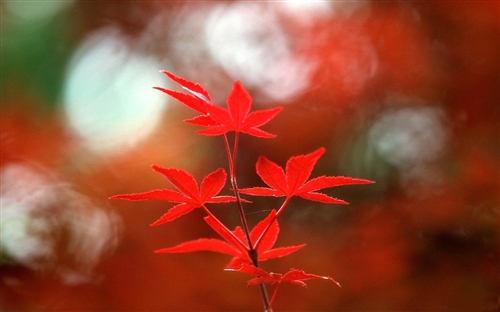 写给闺蜜的小情话短句(送给闺蜜的情话简短)(图1) 写给闺蜜的小情话短句(送给闺蜜的情话简短)(图1)