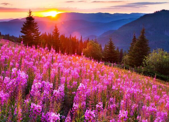 励志句子砥砺前行（砥砺前行的一段话）(图1)