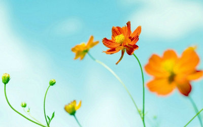 励志狗英语作文带翻译（英语狗的作文怎么写）(图1)