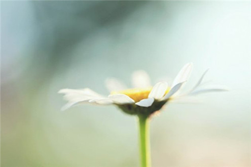 励志的唯美好句子大全（励志的唯美好句子大全短句）(图1)