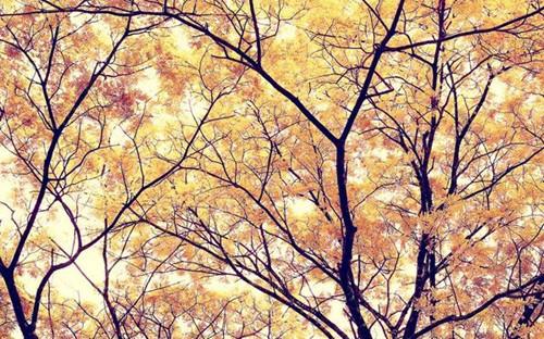 单身贵族英文短句文案（我是单身贵族的英文怎么说）(图1)