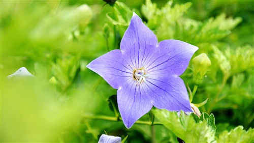 勤学上进的格言警句(一句勤学上进的名言)(图1) 勤学上进的格言警句(一句勤学上进的名言)(图1)