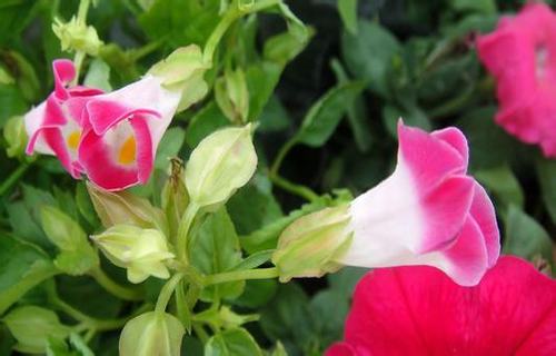 十大经典语录短句子(句句经典语录)(图1) 十大经典语录短句子(句句经典语录)(图1)