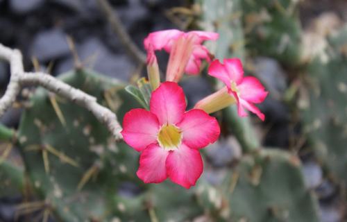 古诗词名句经典短句（关于加油的古诗词）(图1)