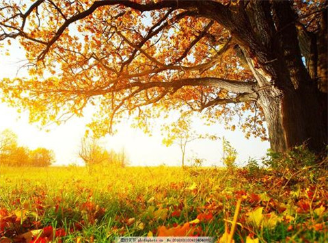 司空震台词经典语录(司空震所有的台词)(图1) 司空震台词经典语录(司空震所有的台词)(图1)