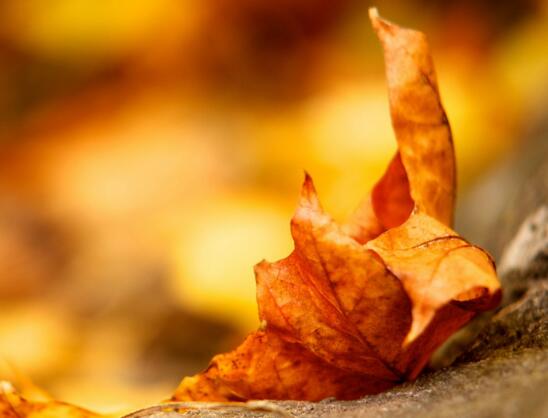 古风文章唯美句子(古风文章唯美句子简短)(图1) 古风文章唯美句子(古风文章唯美句子简短)(图1)