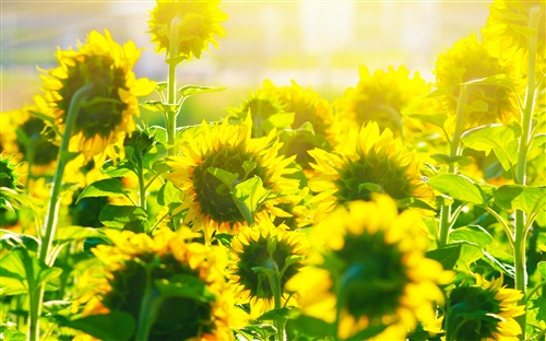 员工成长励志名言(努力励志的名人名言句子)(图1) 员工成长励志名言(努力励志的名人名言句子)(图1)