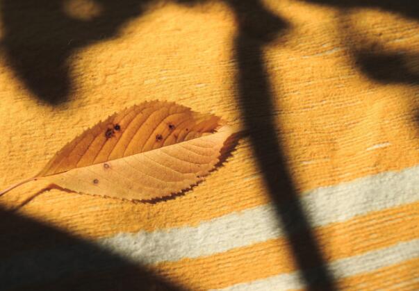 品味情感软文短句（品味情感的韵味作文）(图1)