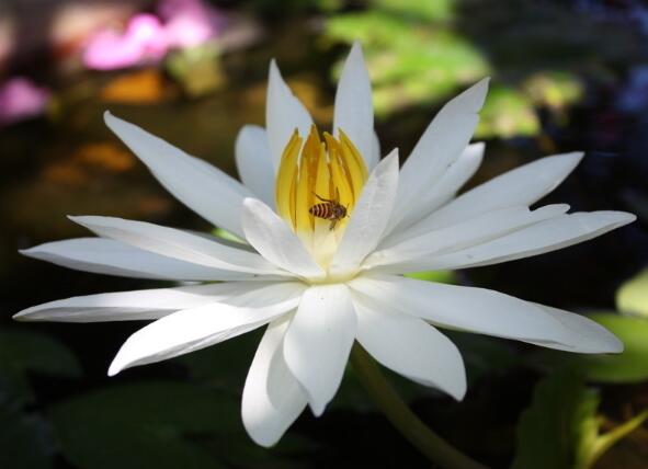 唯美表达爱情的句子大全（描写爱情的优美句子大全）(图1)