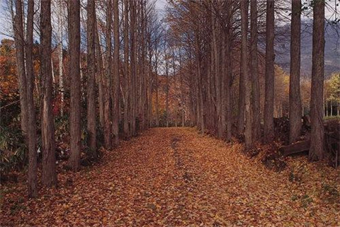 喜欢听你的声音唯美句子（喜欢听你的声音唯美句子短句）(图1)