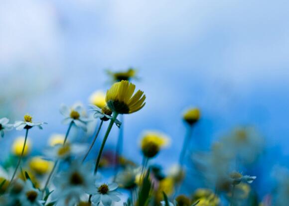 圆梦庄园文案短句（农庄宣传文案）(图1)