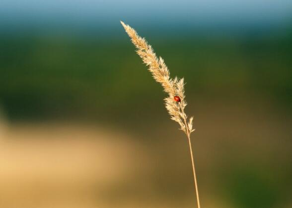 夏之雨散文经典语录（夏之雨文章按什么什么什么的景象加以描写的句子）(图1)