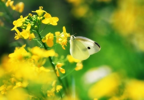 大鱼海棠名句经典语录截（《大鱼海棠》经典句子）(图1)