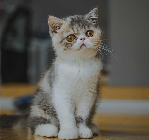 天气晴朗的文案短句（天气晴朗阳光明媚心情愉快的文案）(图1)