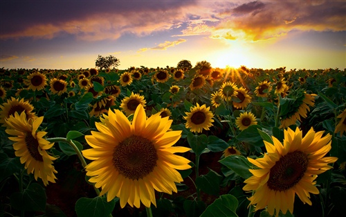 太极励志经典语录（太极的励志语录）(图1)
