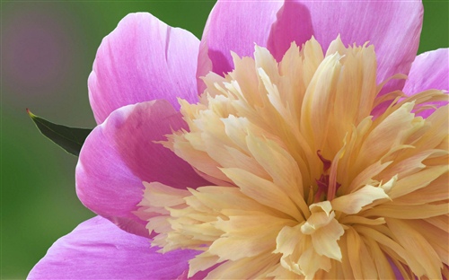 女性霸气格言语录（人生格言短句霸气女性）(图1)