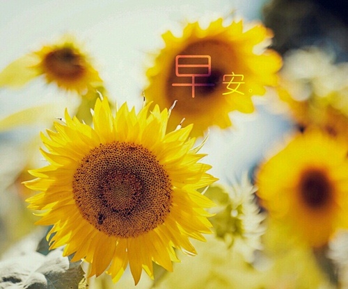 女友生日快乐祝福短句（祝福女朋友生日的话语 暖心）(图1)