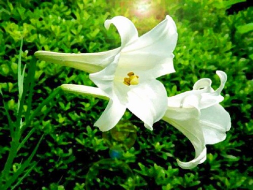 女生情话暖心短句大全（女生情话最暖心短句现在有人追吗）(图1)