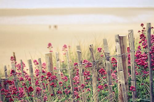 好句20字唯美句子（20个优美句子20字左右）(图1)