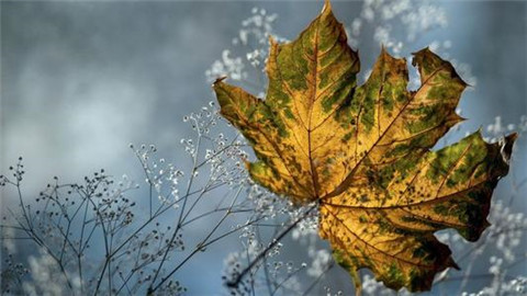 好男儿志在四方的励志句子（男儿当兵 励志句子）(图1)