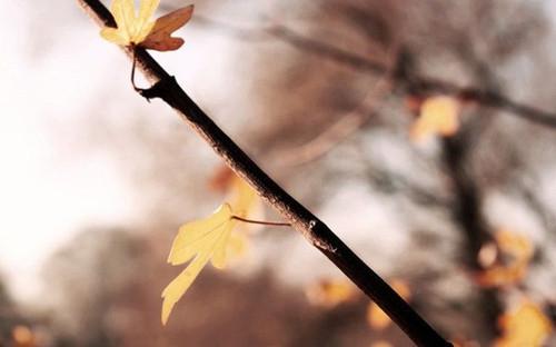 妙不可言造句短句（妙不可言写一句话）(图1)