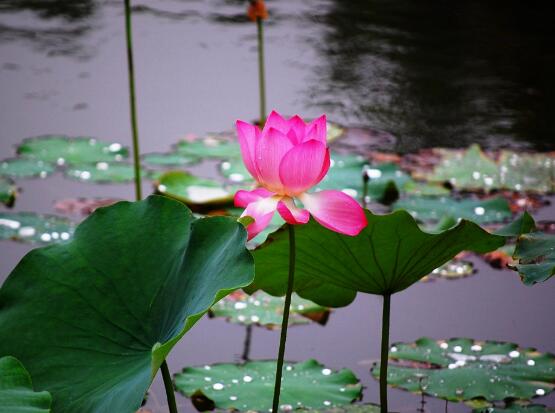 安慰的暖心话简短句子（安慰温暖的句子短句）(图1)