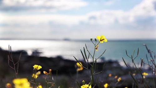 宝贝平安喜乐文案短句(孩子开心快乐文案)(图1) 宝贝平安喜乐文案短句(孩子开心快乐文案)(图1)