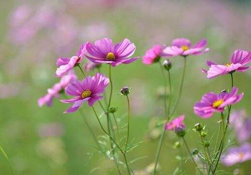 对偶句优美句子大全（对偶句子大全 短一点）(图1)