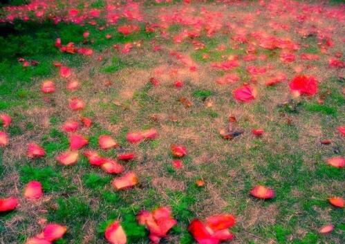 对生活不抱怨励志的句子（形容不抱怨生活的句子）(图1)