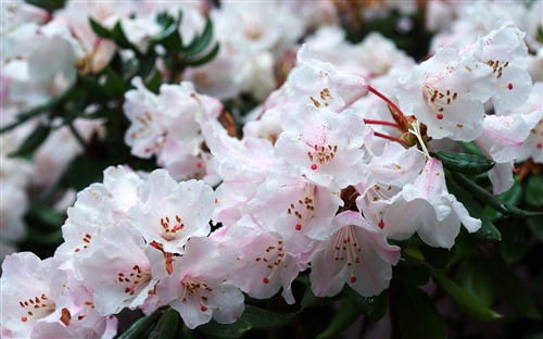 小清新的短句文案（唯美清新文案短句图片）(图1)