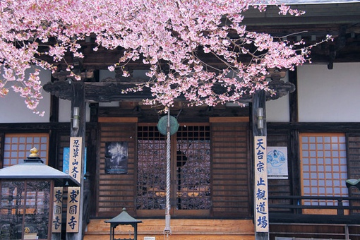 小王子里关于玫瑰的名言（小王子独一无二玫瑰语录）(图1)