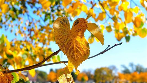 崔老师的精彩语录（崔老师语文小讲堂）(图1)