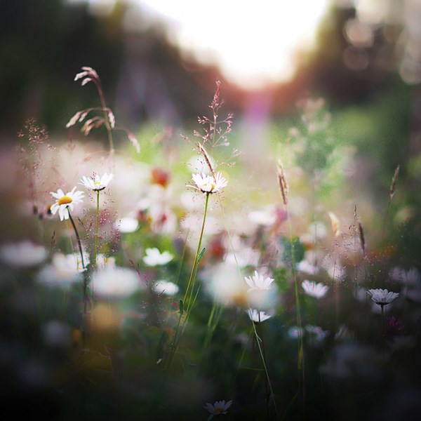 山水虞美人唯美句子（虞美人名句）(图1)