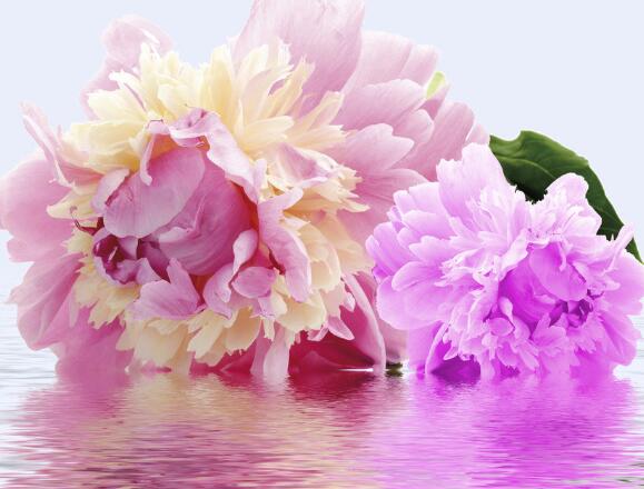 幽默搞笑表白情书短句(搞笑的表白情书句子)(图1) 幽默搞笑表白情书短句(搞笑的表白情书句子)(图1)