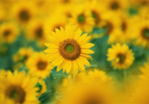 形容不爱一个人了短句(不爱一个人了的文案怎么写)(图1) 形容不爱一个人了短句(不爱一个人了的文案怎么写)(图1)