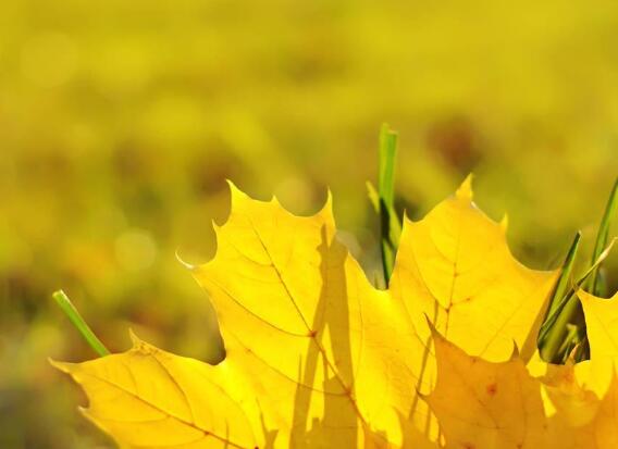 很有文艺气质唯美句子(文艺气质短句)(图1) 很有文艺气质唯美句子(文艺气质短句)(图1)