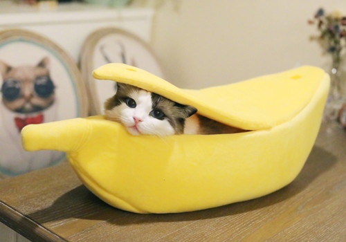 德以配位的经典语录(以德配天思想对后世的影响)(图1) 德以配位的经典语录(以德配天思想对后世的影响)(图1)