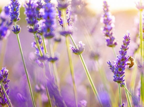 思乡名言名句名诗(思乡名句大全)(图1) 思乡名言名句名诗(思乡名句大全)(图1)