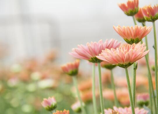 想老婆唯美的句子(想老婆句子说说心情)(图1) 想老婆唯美的句子(想老婆句子说说心情)(图1)