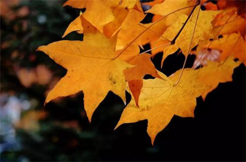 扎心经典语录简单（扎心经典语录简单句子）(图1)