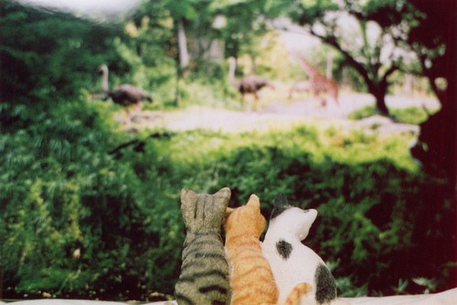 换届感言优美句子(换届的话语)(图1) 换届感言优美句子(换届的话语)(图1)