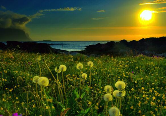 描写小动物的优美句子（描写小动物的优美句子、段落）(图1)