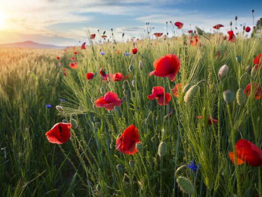 描写关于老师的优美句子（关于描写老师的好段落）(图1)