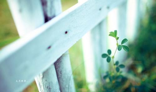 描写花朵枯萎的短句(写花朵枯萎的句子)(图1) 描写花朵枯萎的短句(写花朵枯萎的句子)(图1)