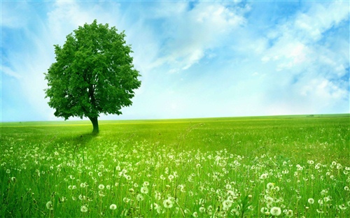 描写山上的树的优美句子(描写山上树林茂密的优美句子)(图1) 描写山上的树的优美句子(描写山上树林茂密的优美句子)(图1)