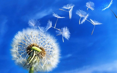 描写落日的优美句子（描写落日的优美句子60字）(图1)