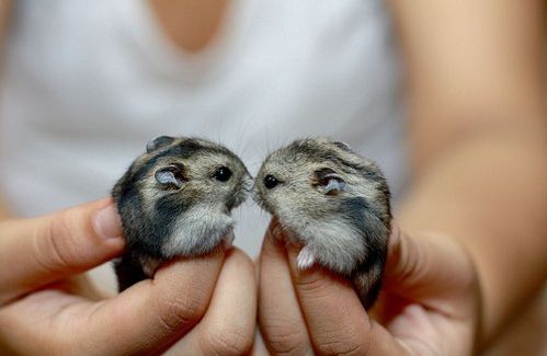 描写潭水的优美句子（描写潭水形态的句子是什么意思）(图1)