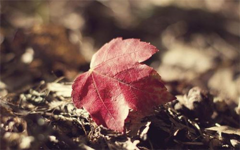 描写观海听涛的短句(观海的说说)(图1) 描写观海听涛的短句(观海的说说)(图1)